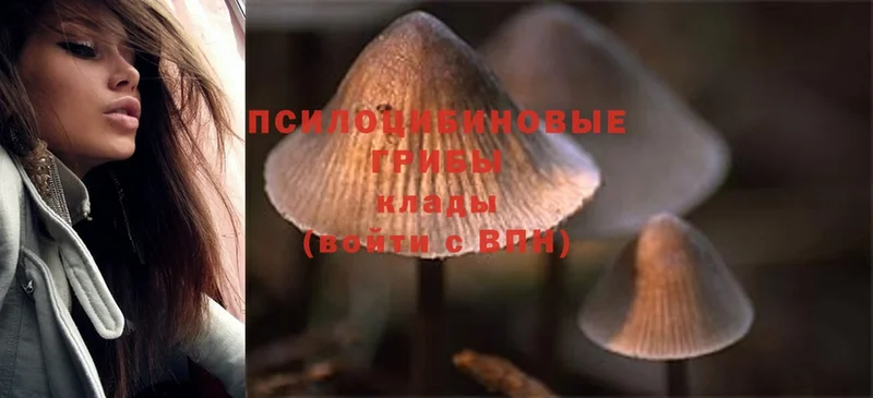 Псилоцибиновые грибы MAGIC MUSHROOMS  закладка  Тында 